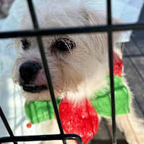 Thumbnail photo of Coco Puff #3