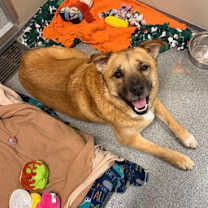 Thumbnail photo of Chiffon #2