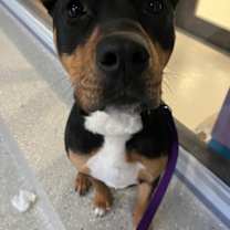 Thumbnail photo of Rocket #1