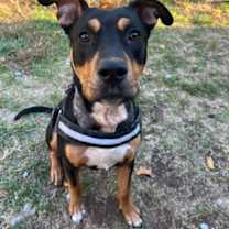 Thumbnail photo of Rocket #2