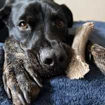 Thumbnail photo of Bo #2