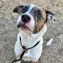 Thumbnail photo of Toby #1