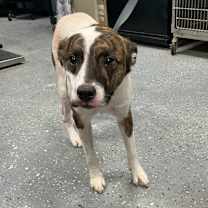 Thumbnail photo of Toby #2