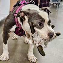 Thumbnail photo of Dalilah #3