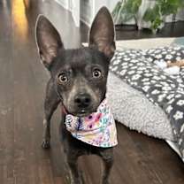 Thumbnail photo of Esme #1