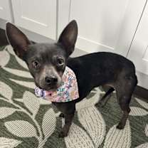 Thumbnail photo of Esme #3