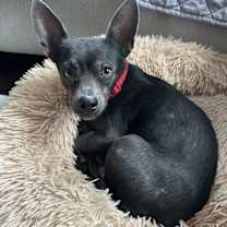 Thumbnail photo of Esme #4