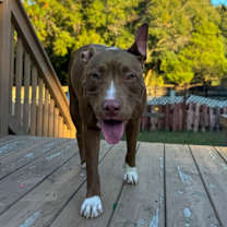 Thumbnail photo of Mocha #1