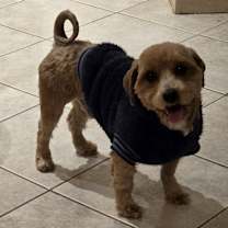 Thumbnail photo of Clove #1