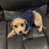 Thumbnail photo of Clove #2