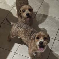 Thumbnail photo of Clove #3