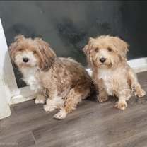 Thumbnail photo of Clove #4