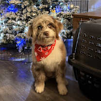 Thumbnail photo of Bowwie #3