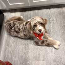 Thumbnail photo of Bowwie #4