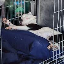 Thumbnail photo of Zaddie #2