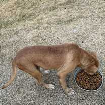 Thumbnail photo of Pluto #4