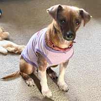 Thumbnail photo of Buttons #1