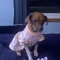 Thumbnail photo of Buttons #3