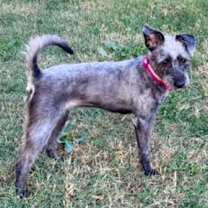 Thumbnail photo of Toto #2