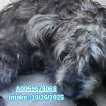 Thumbnail photo of Toto #3