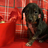 Thumbnail photo of Boris #2