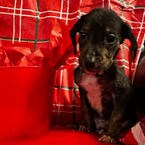 Thumbnail photo of Boris #3