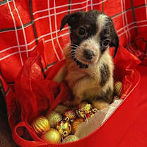 Thumbnail photo of Janet #2