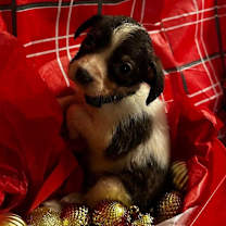 Thumbnail photo of Janet #3