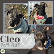 Thumbnail photo of Cleo #1