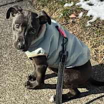 Thumbnail photo of Cleo #2