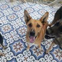 Thumbnail photo of Tarcin (Turkey) nt-kt arriv. December 27th #3