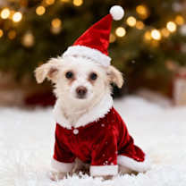 Thumbnail photo of Sprinkle Puff #1