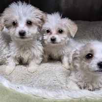 Thumbnail photo of Sprinkle Puff #2