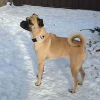 Thumbnail photo of Piggy #2