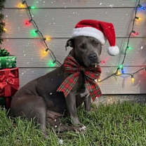 Thumbnail photo of Misty ( AVAILABLE 12/21) #1