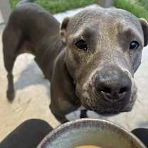 Thumbnail photo of Misty ( AVAILABLE 12/21) #2