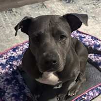 Thumbnail photo of Misty ( AVAILABLE 12/21) #3