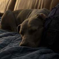 Thumbnail photo of Misty ( AVAILABLE 12/21) #4