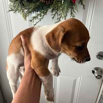 Thumbnail photo of Puppy Jack Russell mix #2