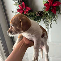 Thumbnail photo of Puppy Jack Russell mix #3