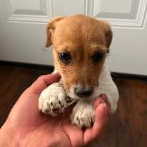 Thumbnail photo of Puppy Jack Russell mix #4