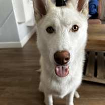 Thumbnail photo of Bolt #4