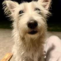 Thumbnail photo of Hypoallergenic Westie girl Clue #1
