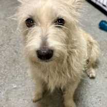 Thumbnail photo of Hypoallergenic Westie girl Clue #3