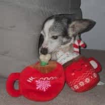 Thumbnail photo of Dodge #1