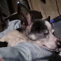 Thumbnail photo of Dodge #2