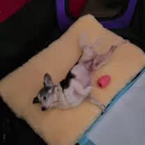 Thumbnail photo of Dodge #3