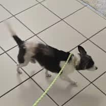 Thumbnail photo of Dodge #4