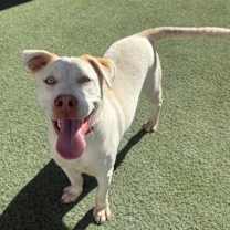 Thumbnail photo of Ty *CoCo* #2