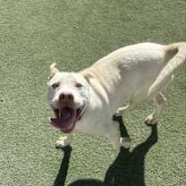 Thumbnail photo of Ty *CoCo* #3